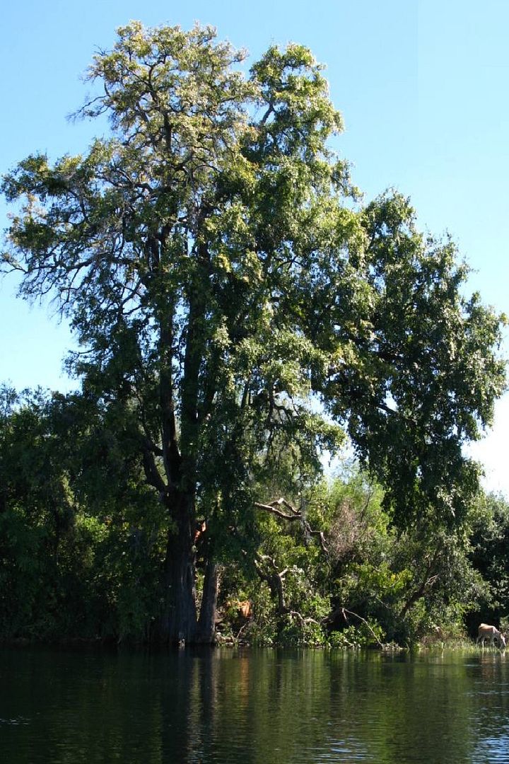 Polynesian Produce Stand Jakkalberry Bushveld Persimmon AFRICAN EBONY Sweet Fruits Rare Tree